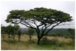 дерево - гевея